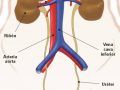 Cuál es la función de los riñones en el sistema excretor