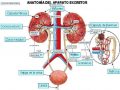 Anatomía del sistema excretor