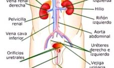 Características del sistema excretor humano
