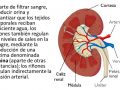 ¿Cómo se eliminan los desechos del cuerpo humano?