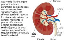 ¿Cómo se eliminan los desechos del cuerpo humano?