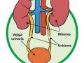 Curiosidades del sistema excretor