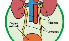 Curiosidades del sistema excretor
