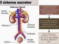 Definición de sistema excretor