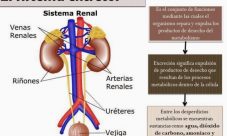 Definición de sistema excretor