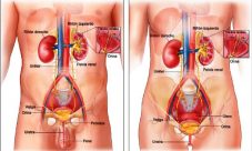 Diferencias entre el sistema excretor masculino y femenino
