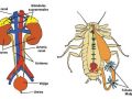 Diferencias entre el sistema excretor humano y animal