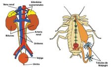 Diferencias entre el sistema excretor humano y animal