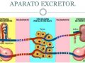 Fisiología del sistema excretor humano