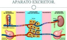 Fisiología del sistema excretor humano