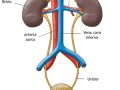Funciones de los órganos del sistema excretor