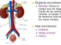 ¿Cuáles son los órganos que intervienen en la excreción?