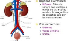 ¿Cuáles son los órganos que intervienen en la excreción?