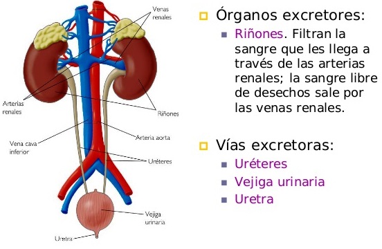 ¿Cuáles son los órganos que intervienen en la excreción?