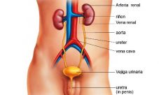 ¿Para qué sirve el sistema excretor?