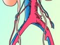 Recomendaciones para cuidar el sistema excretor