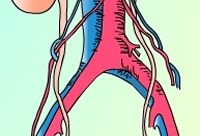 5 recomendaciones para cuidar el sistema excretor