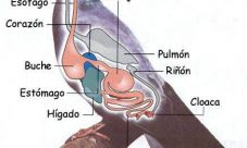 ¿Cómo es el sistema excretor de las aves?
