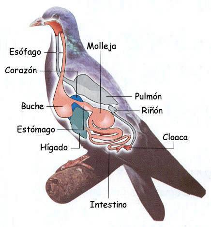 Sistema excretor de la paloma