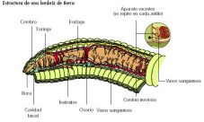 Sistema excretor de las lombrices