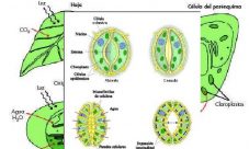 Sistema excretor de las plantas