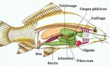 ¿Cómo es el sistema excretor de los peces?