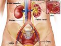 Sistema excretor femenino