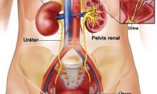 Sistema excretor femenino