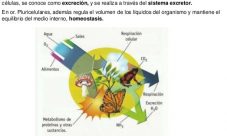 ¿Por qué el sistema excretor es fundamental para los seres vivos?