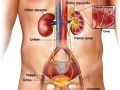 Sistema excretor masculino