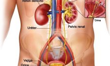Sistema excretor masculino