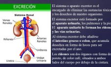 ¿Cuáles son las sustancias de desecho del sistema excretor?