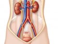 Imágenes del sistema excretor sin nombres