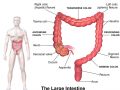 Función del intestino grueso en el sistema excretor