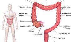 Función del intestino grueso en el sistema excretor