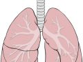 Función de los pulmones en el sistema excretor