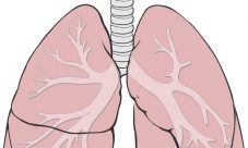 Función de los pulmones en el sistema excretor