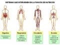 Relación del sistema excretor con otros sistemas